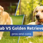 Lab Retriever vs Golden Retriever