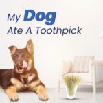 Dog Ate A Toothpick