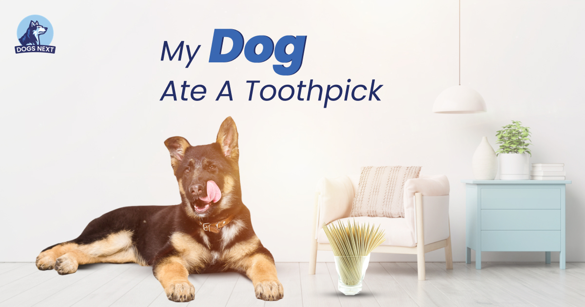 Dog Ate A Toothpick