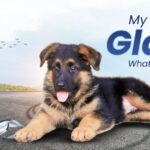 My Dog Died from Eating Glass
