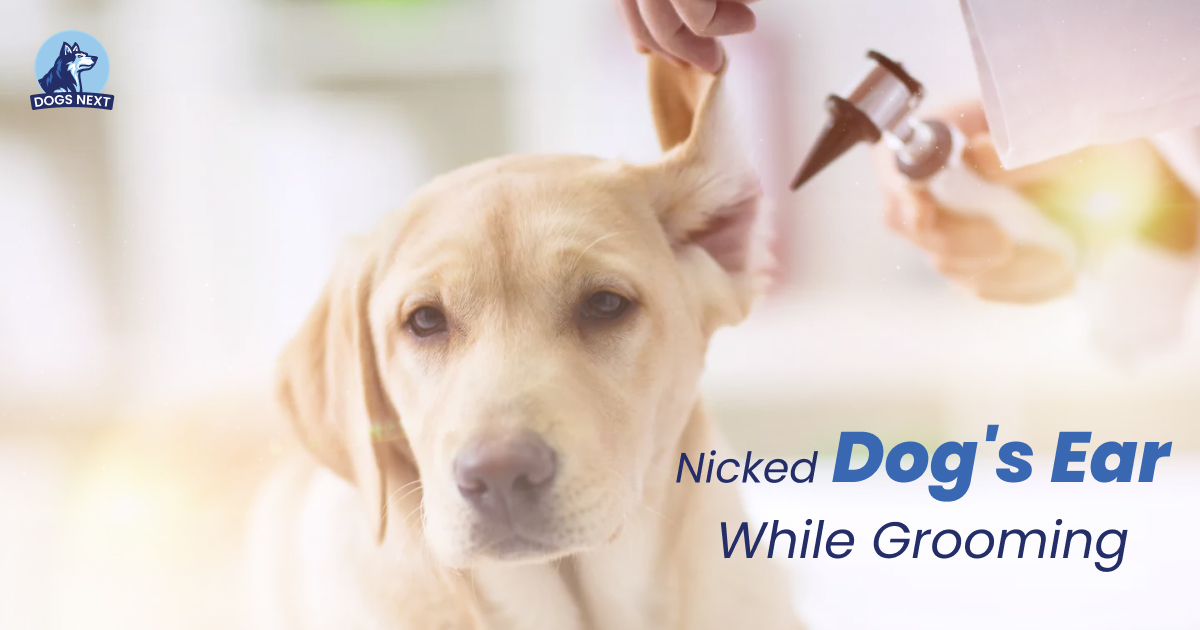Nicked Dog's Ear While Grooming