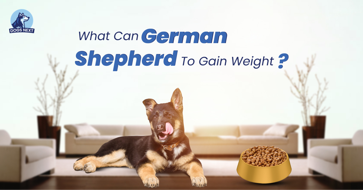 German Shepherd To Gain Weight