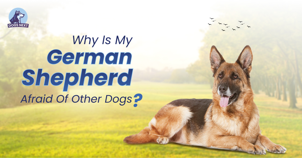 Why is my German Shepherd afraid of other dogs