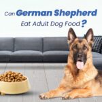 can german shepherd eat adult dog food