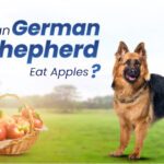 German Shepherds Eat Apples