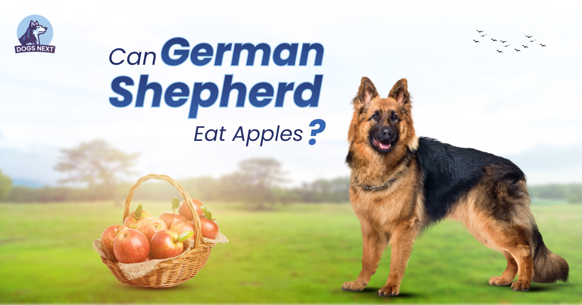 German Shepherds Eat Apples
