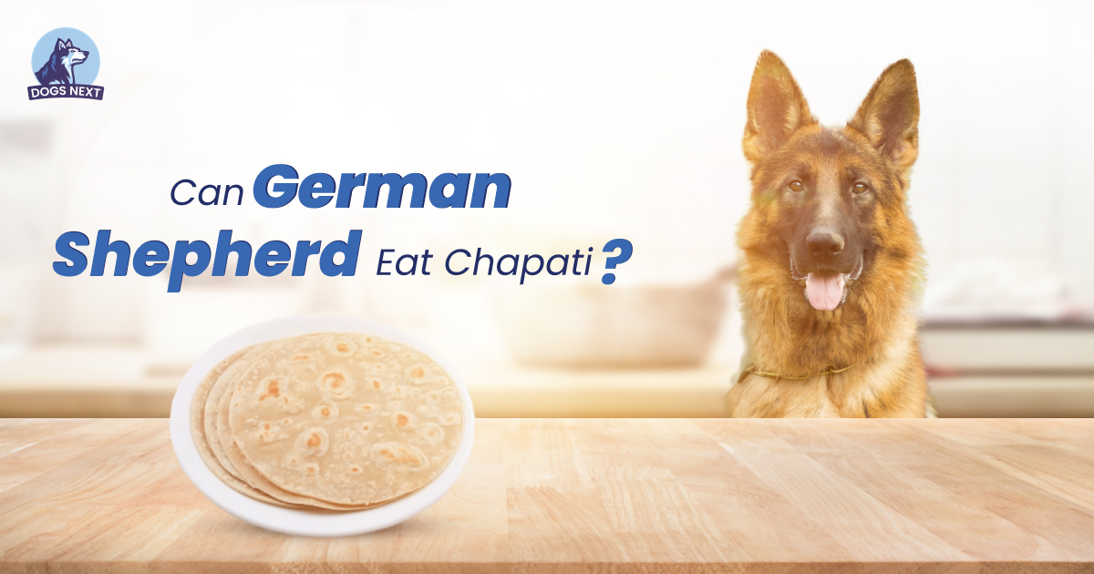 Can German Shepherd Eat Chapati
