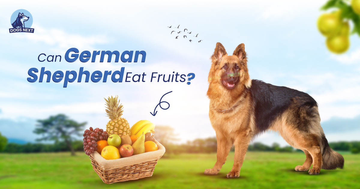German Shepherds Eat Fruits
