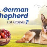 German Shepherds Eat Grapes