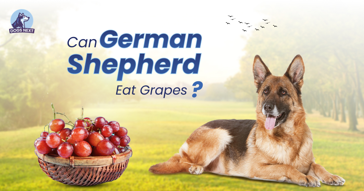 German Shepherds Eat Grapes