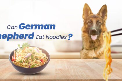 Can German Shepherds Eat Noodles