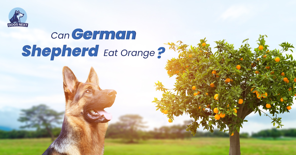 German shepherd eat orange