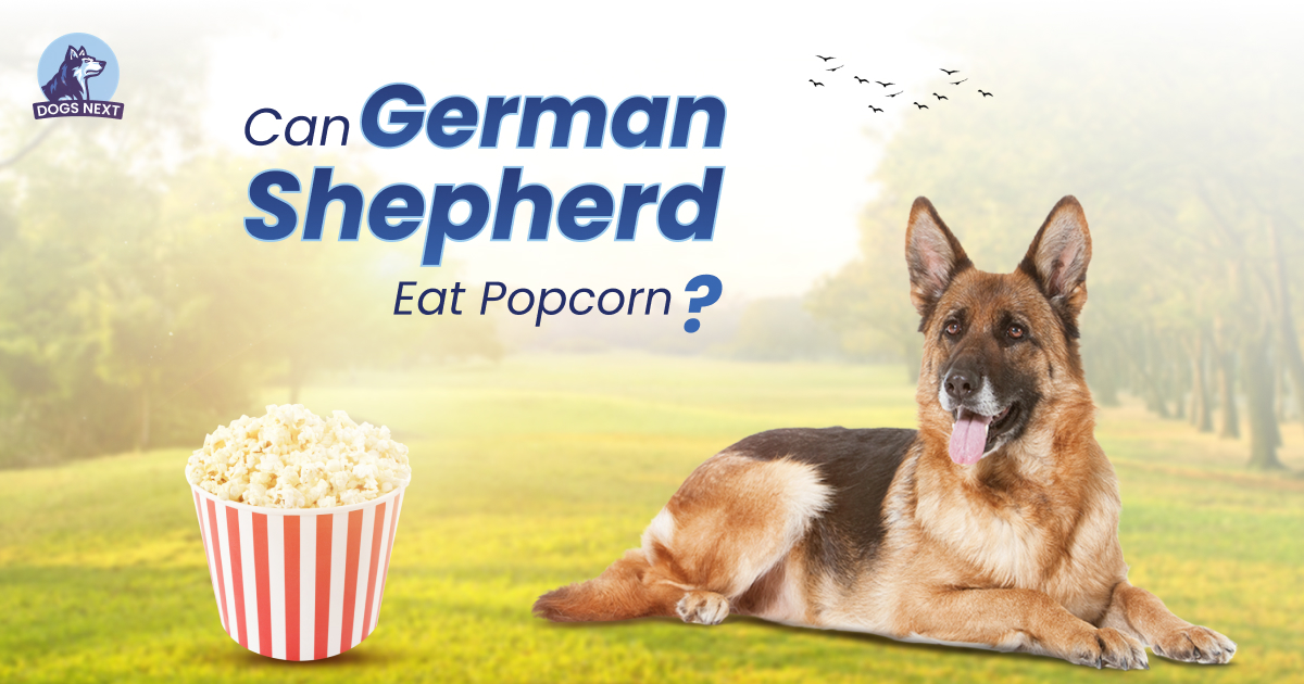 German Shepherds Eat Popcorn