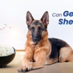 German Shepherds Eat Rice