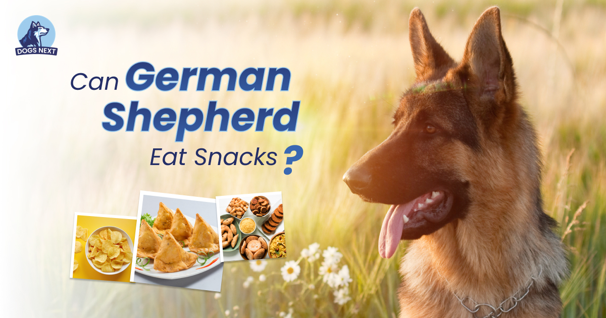 German Shepherds Eat Snacks