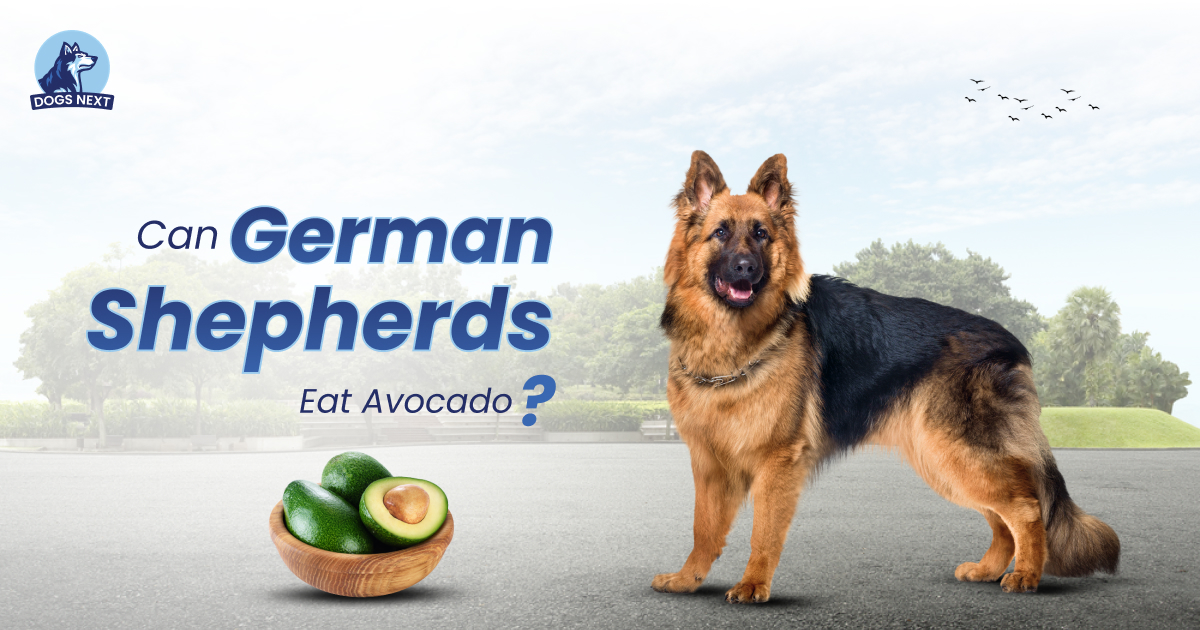 Can German Shepherds Eat Avocado
