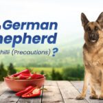 Can German Shepherds Eat Chili