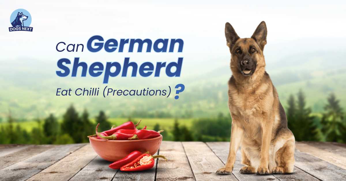 Can German Shepherds Eat Chili