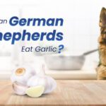 German Shepherds Eat Garlic