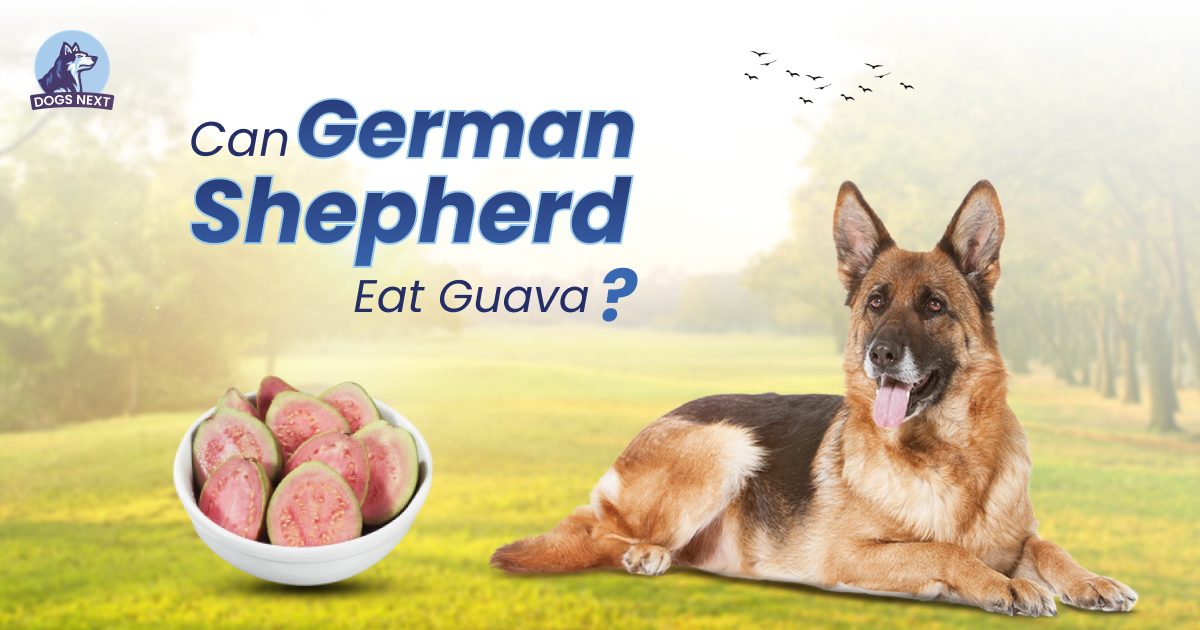 German Shepherd eat guava