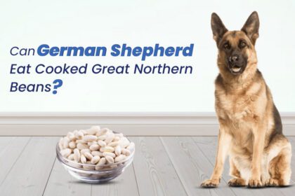 Can German Shepherds Eat Cooked Great Northern Beans