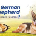 Can german shepherd eat Cooked Potatoes?