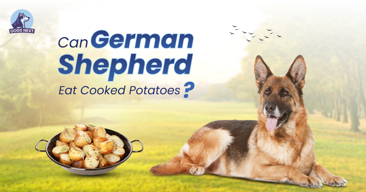Can german shepherd eat Cooked Potatoes?