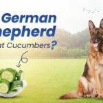 German Shepherds Eat Cucumber