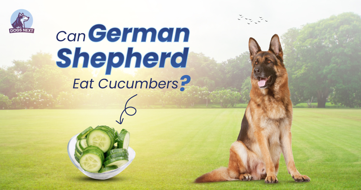 German Shepherds Eat Cucumber