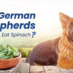 Can German Shepherds Eat Spinach?