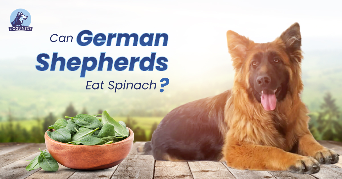 Can German Shepherds Eat Spinach?