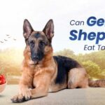 Can German Shepherds Eat Tomatoes
