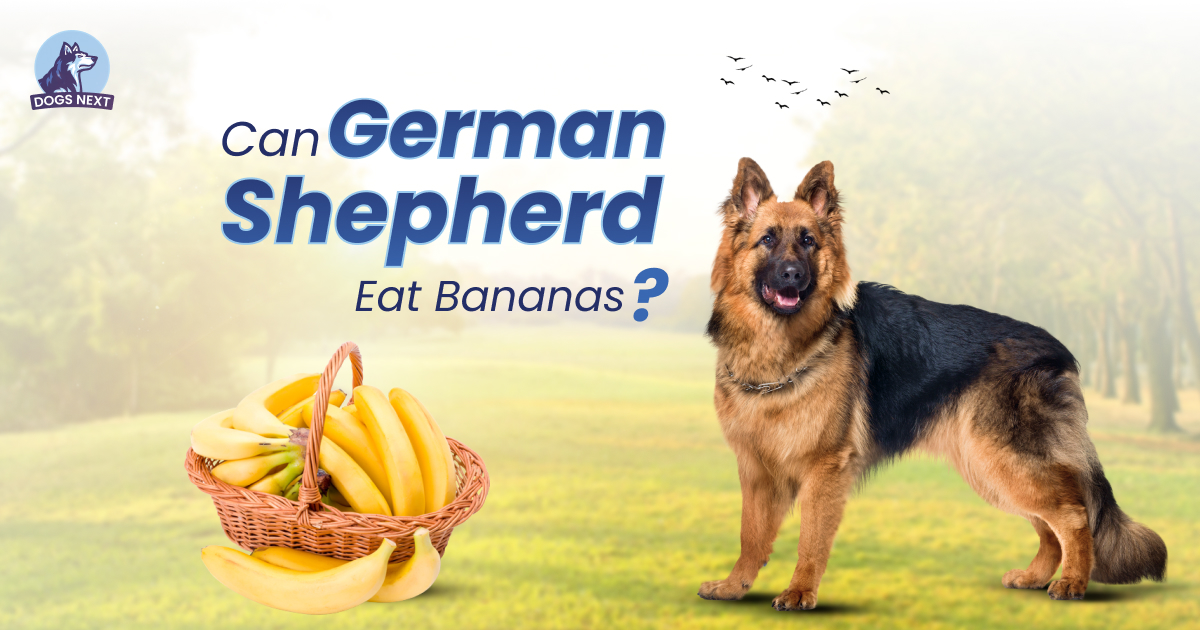 German Shepherds eat Bananas