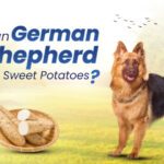 German Shepherds Eat Sweet Potatoes