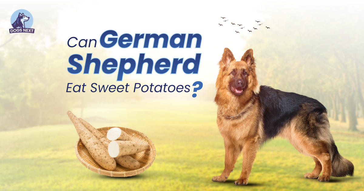 German Shepherds Eat Sweet Potatoes