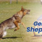 German Shepherd Attack Its Owner