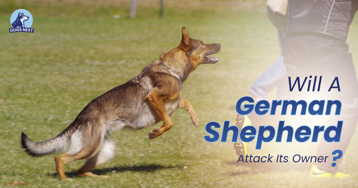 German Shepherd Attack Its Owner