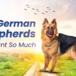 German Shepherd Pant So Much