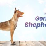 German Shepherd Skinny