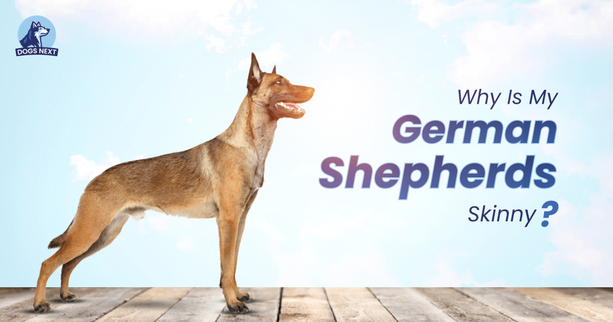 German Shepherd Skinny