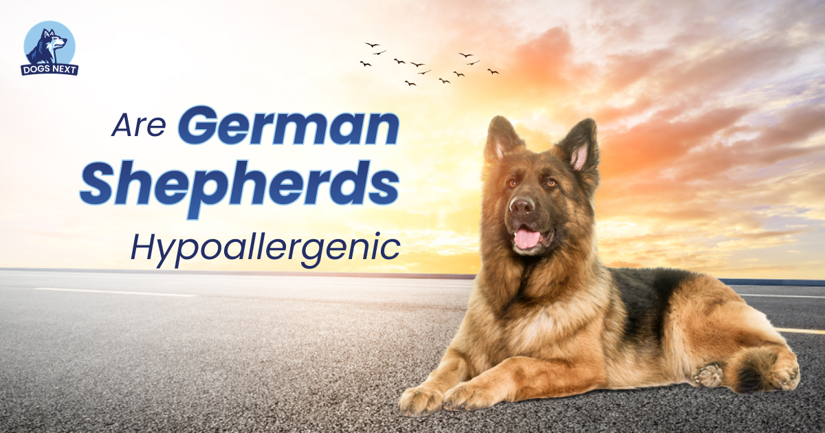 Are German Shepherds Hypoallergenic