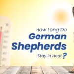 German Shepherd In Heat