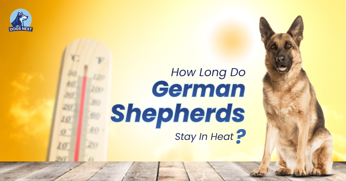 German Shepherd In Heat