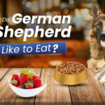 What Do German Shepherds Like To Eat?