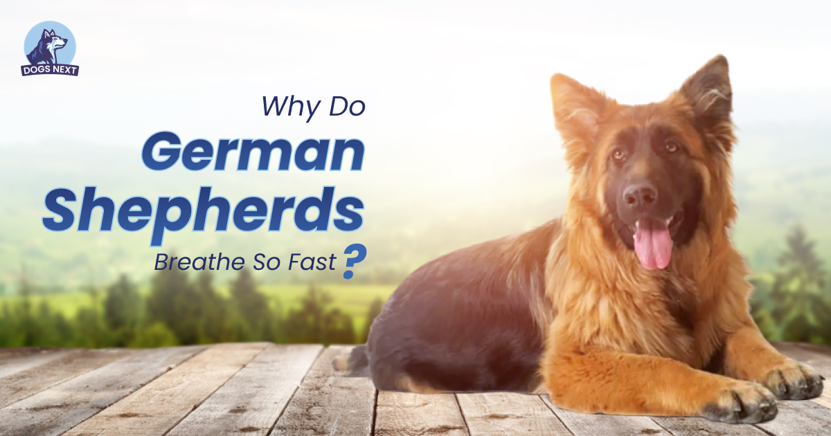 German Shepherd breathe so fast