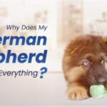 German Shepherd Chew Everything