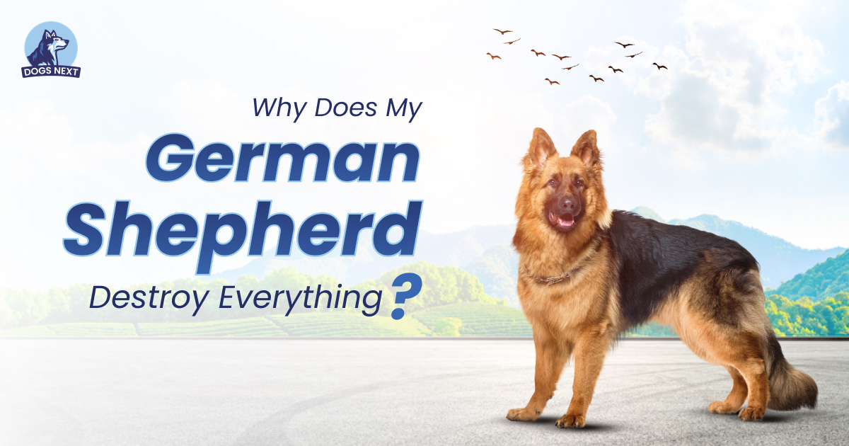 German Shepherd Destroy Everything