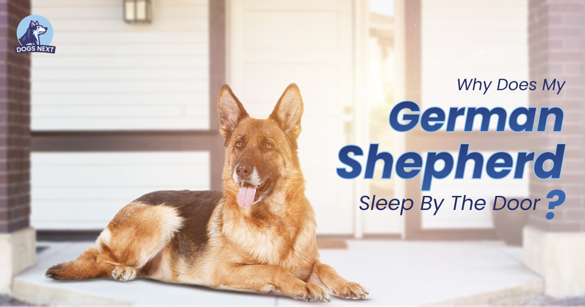 German Shepherd Prefers to Sleep by the Door