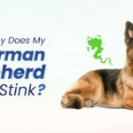 My German Shepherd Stink