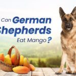 Can German Shepherds Eat Mango